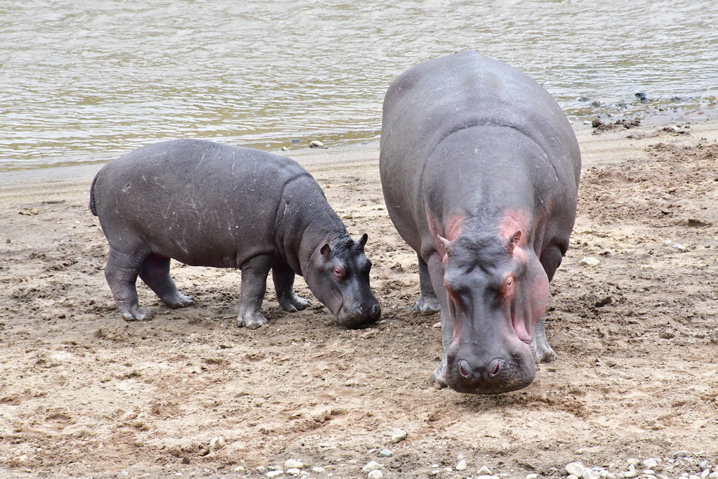 Masai Mara Nat. Reserve